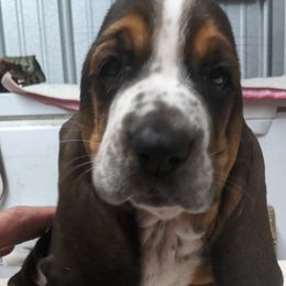 Basset Hound and Pembroke Welsh Corgi Puppies from 4 Sail Quarter Horses and Corgis