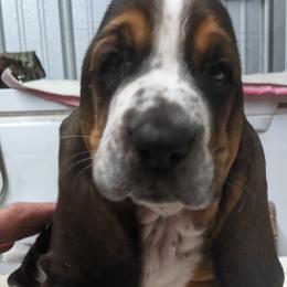 Basset Hound and Pembroke Welsh Corgi Puppies from 4 Sail Quarter Horses and Corgis