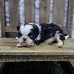 Cory - Black and white male Japanese Chin puppy in Johnson City, Tennessee from Erin & Friends Japanese Chin