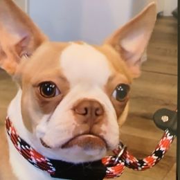 Dotty - Boston Terrier