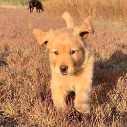 Golden Retriever Puppies from CJ’s Golden Home