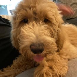 Goldendoodle Puppies from Lundee Doodles