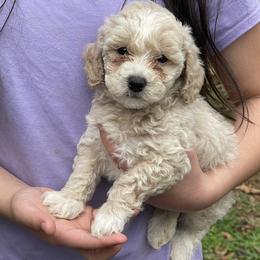 Teal Collar - Cream male Poodle puppy in Macon, Georgia from Mystic Mini Poodles