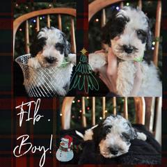 Prancer - Cream male Whoodle puppy in Smallett, Missouri from Leshas Whoodles