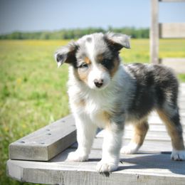 Australian Shepherd Puppies from Real McCoy Australian Shepherds