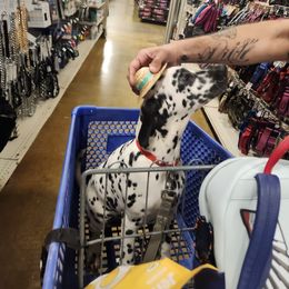 Dalmatian Puppies from America's Dalmatian Friends