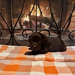 Blue Collar - Brown male Boykin Spaniel puppy in Hurtsboro, Alabama from PARK’s Family Farm