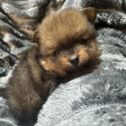 Jack - Orange sable male Pomeranian puppy in Waterloo, Indiana from Garcias Pomeranian