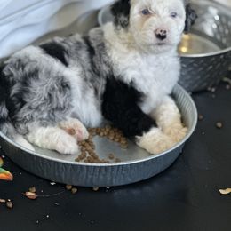 Bernedoodle Puppies from Bernedoodle Bliss