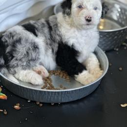 Bernedoodle Puppies from Bernedoodle Bliss
