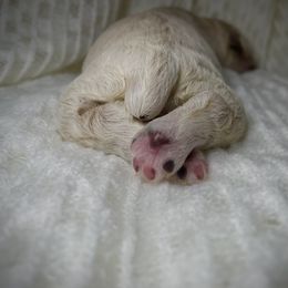 Cocker Spaniel Puppies from Brooks House Cocker Spaniels
