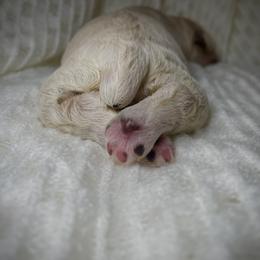 Cocker Spaniel Puppies from Brooks House Cocker Spaniels