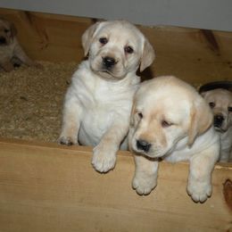 Labrador Retriever Puppies from Holleigh Brook Labradors