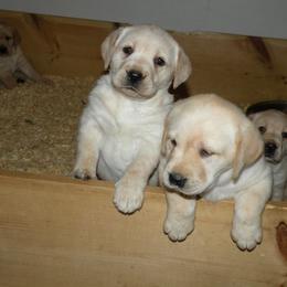 Labrador Retriever Puppies from Holleigh Brook Labradors