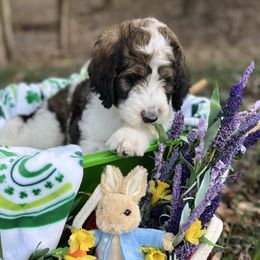 Bernedoodle Puppies from Doodles & Spice