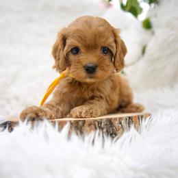 Honey - Red female Cavapoo puppy in Queen Creek, Arizona from Dulcito Doodles