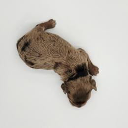 Black Male - Brown and white male Cockapoo puppy in Mocksville, North Carolina from Hunting Creek Farm & Kennel