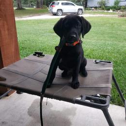 Labrador Retriever Puppies from J and D Retrievers