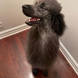 Ranger - Blue male Poodle puppy in Broken Arrow, Oklahoma from Raising Royal Standards
