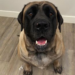 Mastiff All Grown Up from Eagle Clan Mastiffs