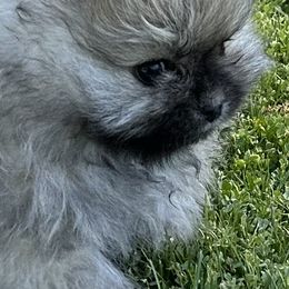 Pomeranians from Pomeranian Puppy Paradise