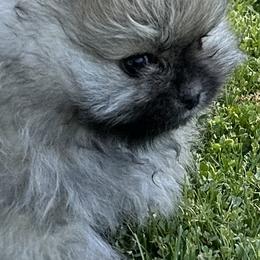 Pomeranians from Pomeranian Puppy Paradise