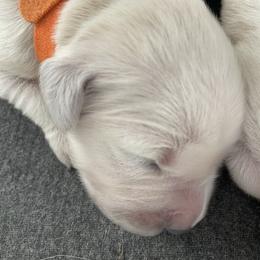 Orange - Light golden male Golden Retriever puppy in Williamsport, Maryland from Feather Fletched English Goldens