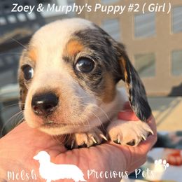 Puppy 2 by Birth order ( Girl 2 ) - Dapple female Dachshund puppy in Anamosa, Iowa from Melsh Precious Pets