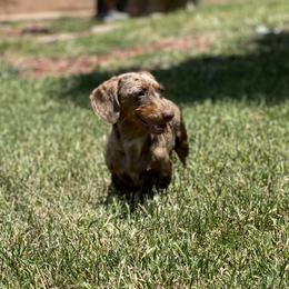 Dixie - Dachshund