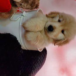 Golden Retriever Puppies from SUN-GOLDEN KENNELS