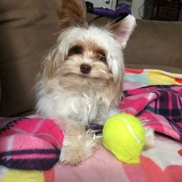 Ezra - Yorkshire Terrier