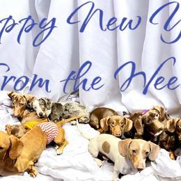 Dachshunds from Darling Doxies of Ocala