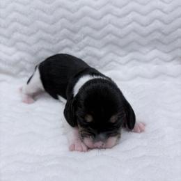 Pocket Beagle Female 2 - Black tan and white female Beagle puppy in Gentry, Arkansas from HC Puppy Ranch