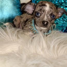 Chihuahua Puppies from Chihuahua casa
