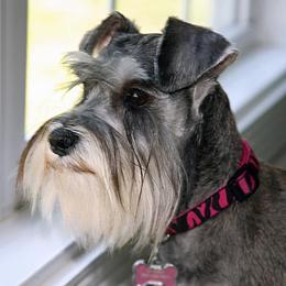 Miniature Schnauzers from SSPuppy - Sophisticated Schnauzers