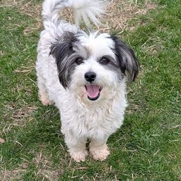 Dot - Coton de Tulear