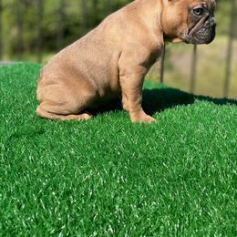 French Bulldog puppies from Anime Exotic Kennels