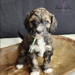 Manhattan - Sable female Cockapoo puppy in Mancelona, Michigan from Lavender poodles & doodles