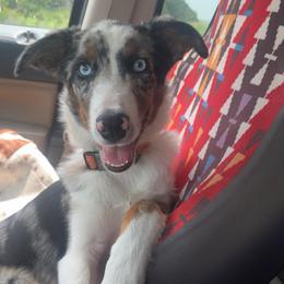 Ringo - White and blue merle male Border Collie puppy in Oberlin, Kansas from Hangin R Kennels