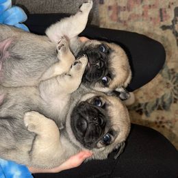 Pugs from Pugs & Loves