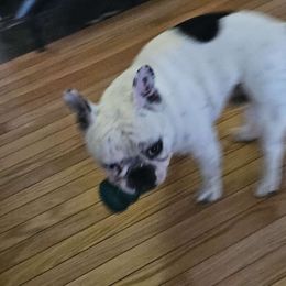 Milo - French Bulldog
