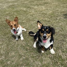 Pembroke Welsh Corgi puppies from Lucky’s Corgis Veteran Owned