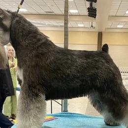 Miniature Schnauzers from Bandsman