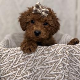 June - Red female Aussiedoodle puppy in North Olmsted, Ohio from Iron Doodles