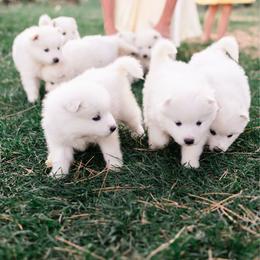 Everest - White male Samoyed puppy in Morgan, Utah from Mountain Legacy Samoyeds