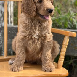 Goldendoodle Puppies from Rolling Acres Doodles and Poodles