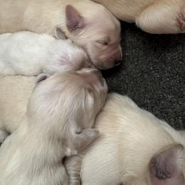 Kona Boy 4 - Golden male Golden Retriever puppy in Fort Morgan, Colorado from Golden Girls Kennels, LLC