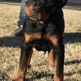 Rottweilers from von Adlerhaus Rottweilers