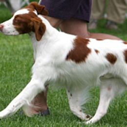 Brittanys from Whisper Ridge Kennels