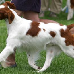 Brittanys from Whisper Ridge Kennels